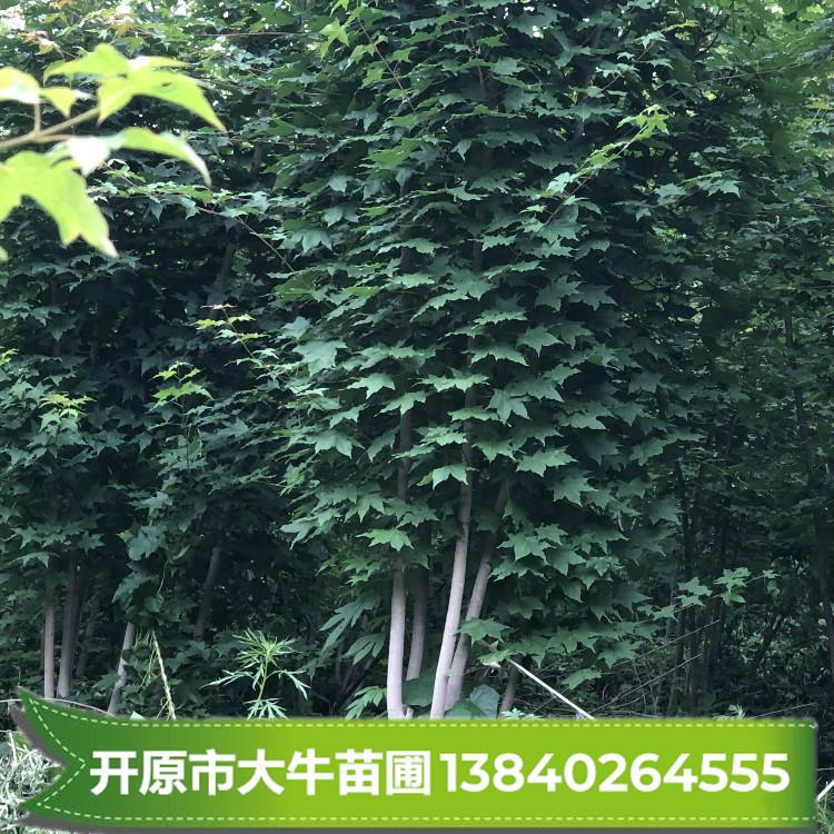 丛生元宝枫/丛生元宝枫苗/元宝枫/元宝枫树/元宝枫树苗