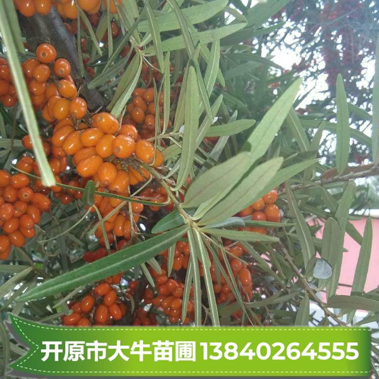 沙棘树/沙棘苗批发【大型苗木基地】大果沙棘/现定现起