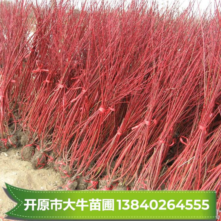 红端木苗 红端木树苗小苗【开原市大牛苗圃】