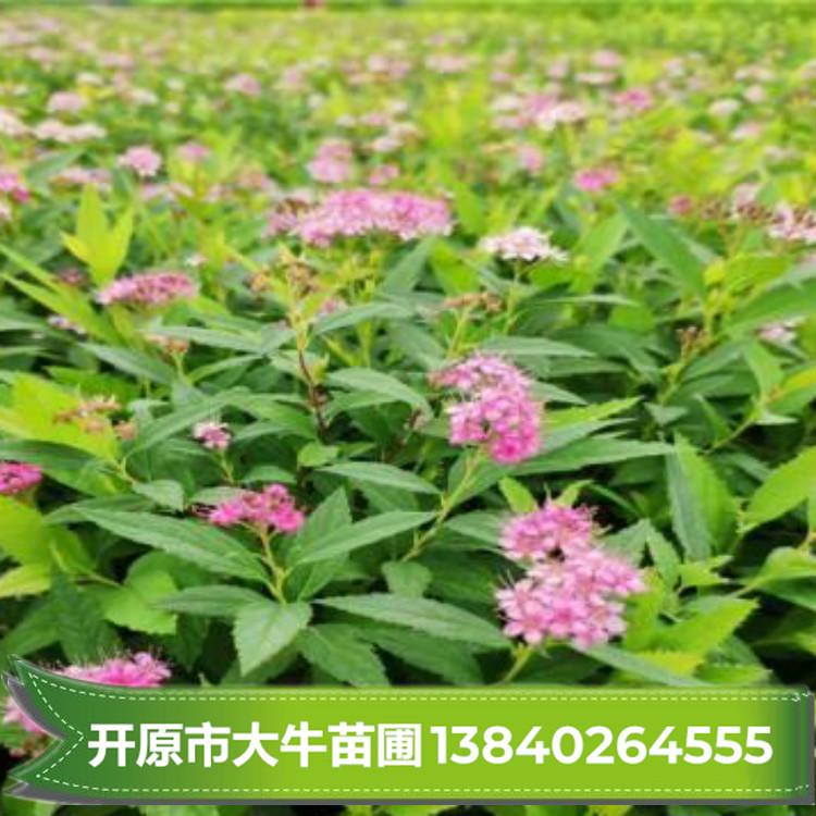 金焰绣线菊 金焰绣线菊苗 金焰绣线菊小苗树苗批发