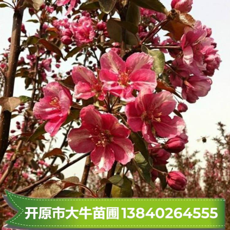 光辉海棠 光辉海棠小苗 光辉海棠树【大量现苗】