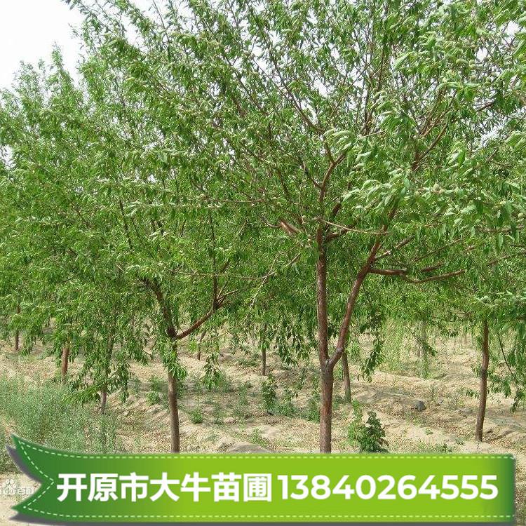 京桃苗批发 京桃小苗树苗 绿化苗批发