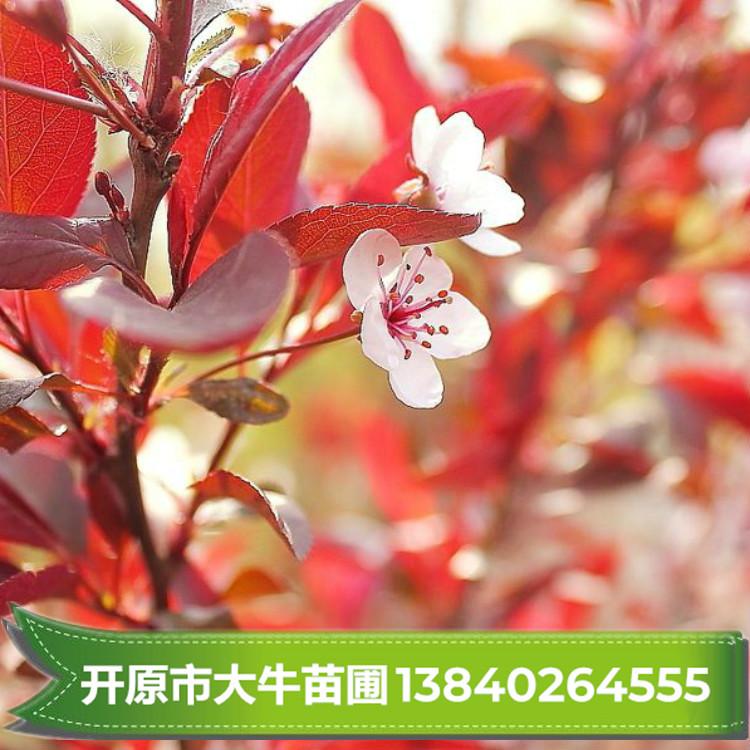 红叶李 红叶李苗 红叶李小苗树苗 红叶李苗批发