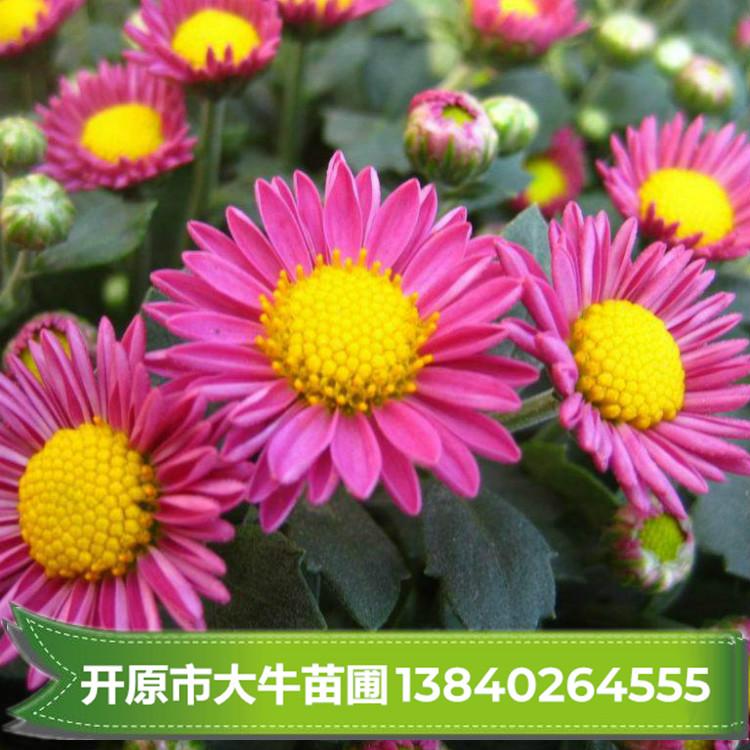 荷兰菊 荷兰菊苗 荷兰菊小苗树苗批发