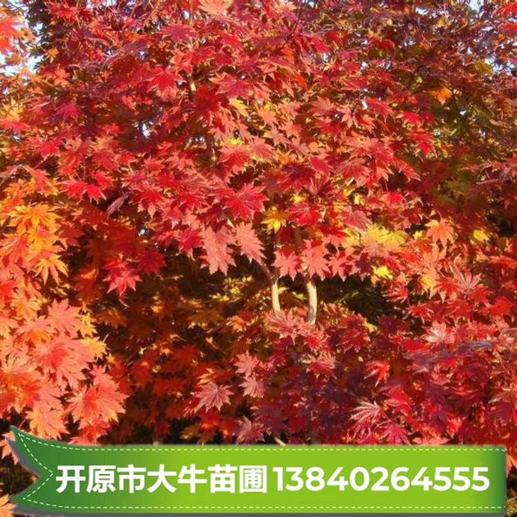 九角枫树苗 九角枫苗 九角枫小苗【大量优质现苗】