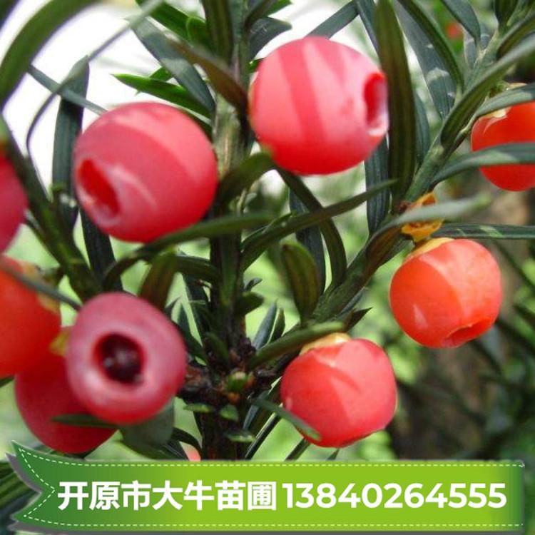 红豆杉/红豆杉苗/红豆杉树苗/红豆杉小苗【大量优质现苗】