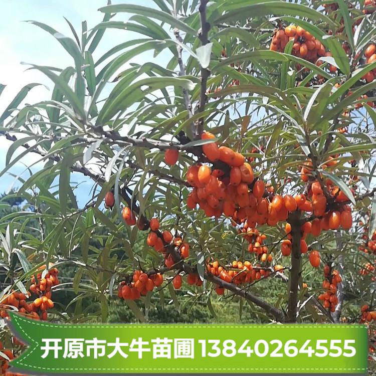 大果沙棘 沙棘 沙棘苗 大果沙棘批发 沙棘苗批发