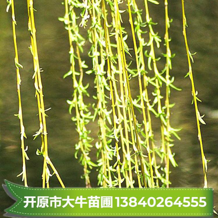 金丝垂柳 金丝垂柳小苗 金丝垂柳苗 现起现发