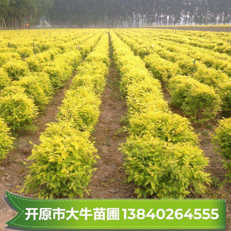 金叶榆 地接金叶榆 金叶榆小苗 金叶榆树苗批发【大量现苗】