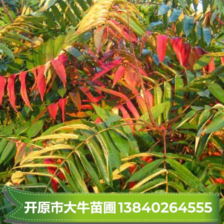 火炬树苗 火炬苗批发 火炬小苗 现起现发