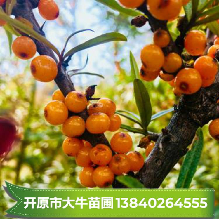 小果沙棘 小果沙棘苗批发 小果沙棘树 沙棘扦插苗