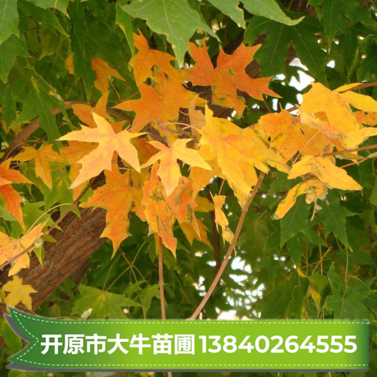 五角枫 五角枫苗 五角枫小苗树苗【苗圃现苗】