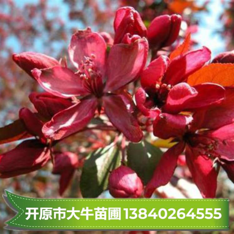 王族海棠 王族海棠树 王族海棠小苗价格