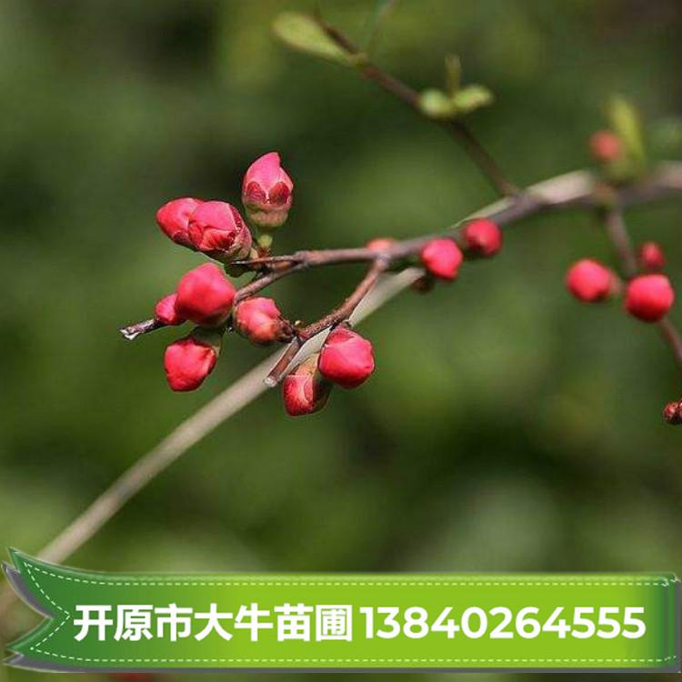 小桃红 小桃红树苗 小桃红苗 小桃红小苗批发