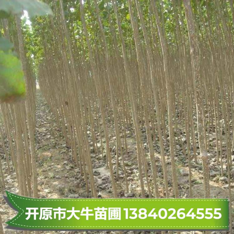 银中杨/银中杨树苗/银中杨小苗批发/银中杨批发