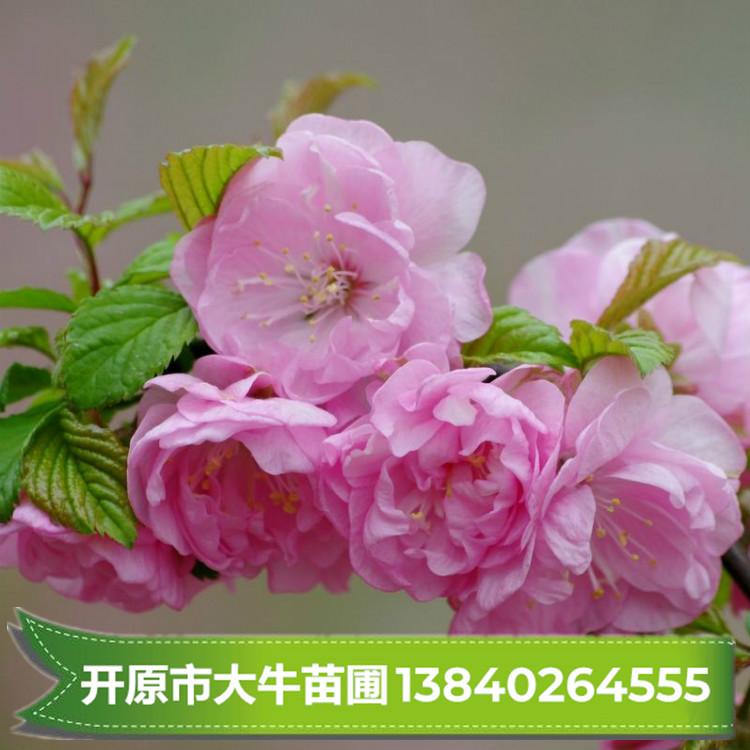 榆叶梅苗/榆叶梅小苗/榆叶梅苗批发 东北大型苗圃基地