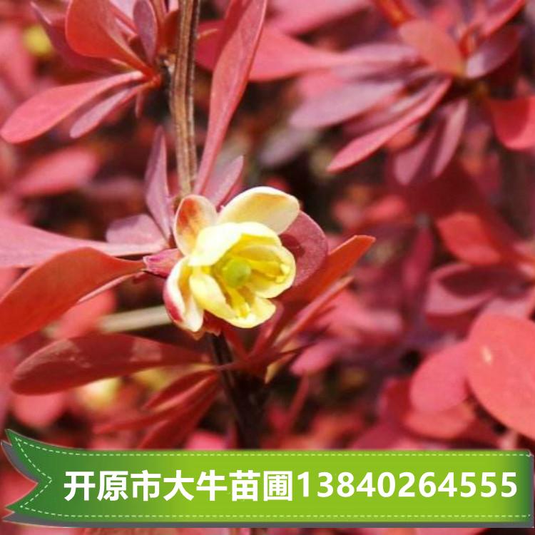 紫叶小檗 紫叶小檗苗 紫叶小檗小苗 紫叶小檗苗批发