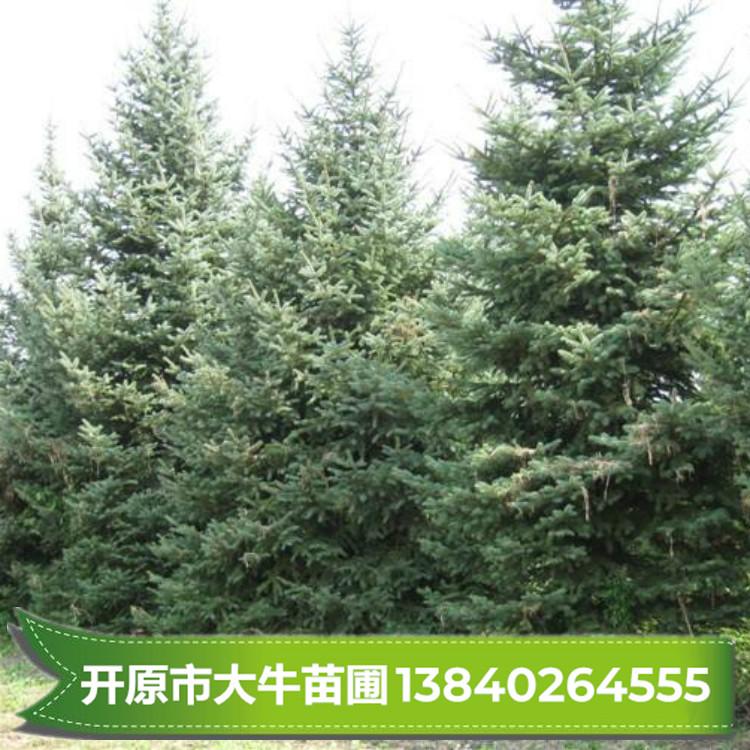 云杉 云杉树 绿化云杉 云杉树苗小苗【大型苗木基地.价格美丽】