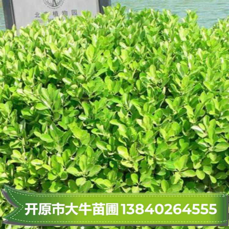 辽宁卫矛树苗小苗批发【东北大型苗圃 现起现卖】