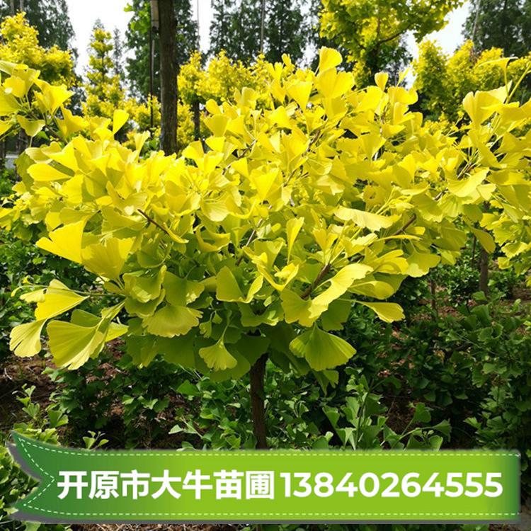 银杏树苗批发【东北大型苗圃 现起现卖】