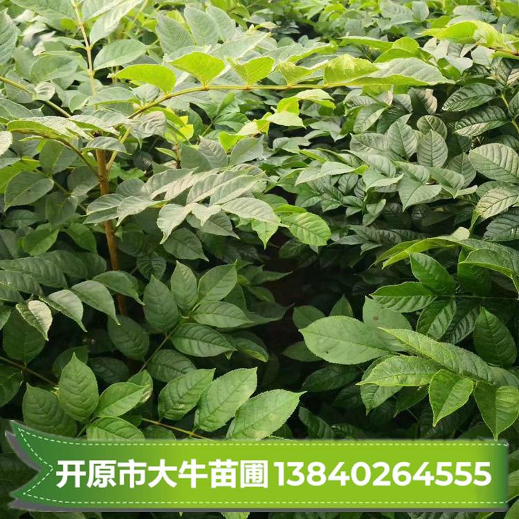 水曲柳 水曲柳苗批发 水曲柳树苗【现挖现卖 量大优惠】