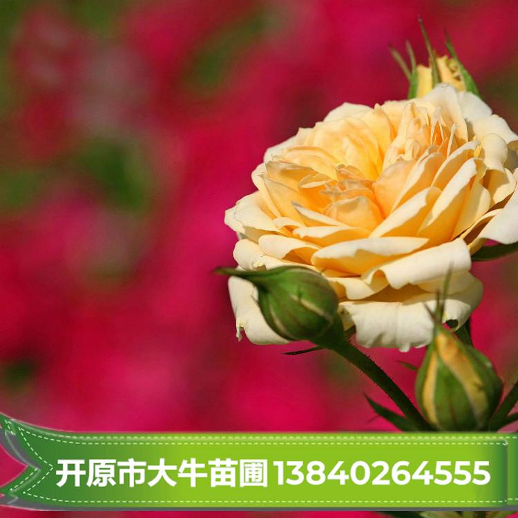 月季花 月季苗 月季苗批发 月季花批发 绿化花卉批发
