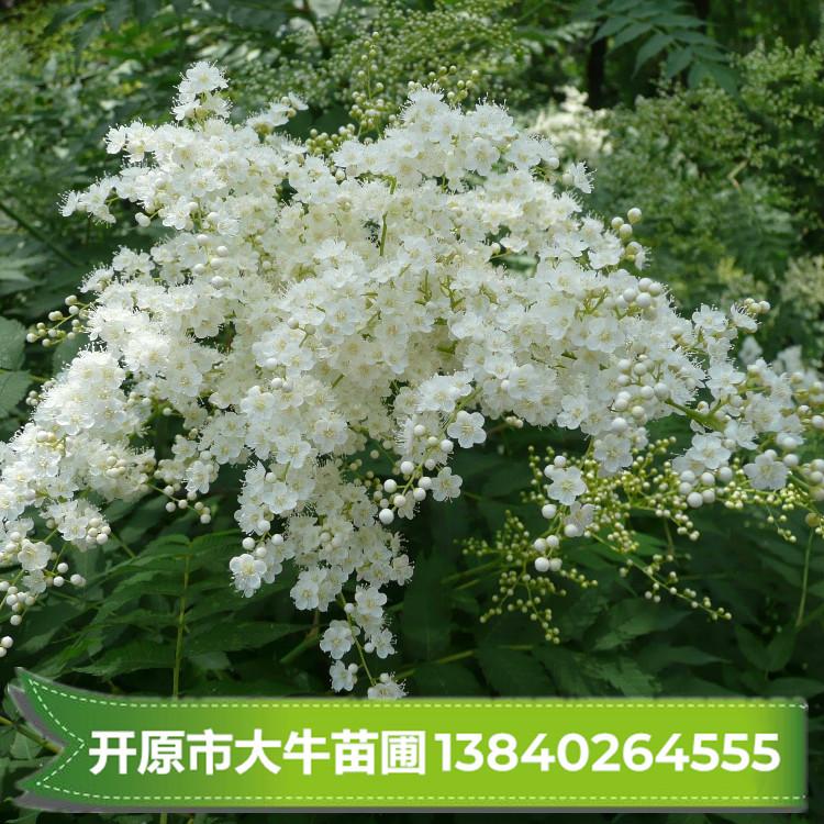 珍珠梅/珍珠梅苗/珍珠梅树苗/珍珠梅小苗/珍珠梅苗批发