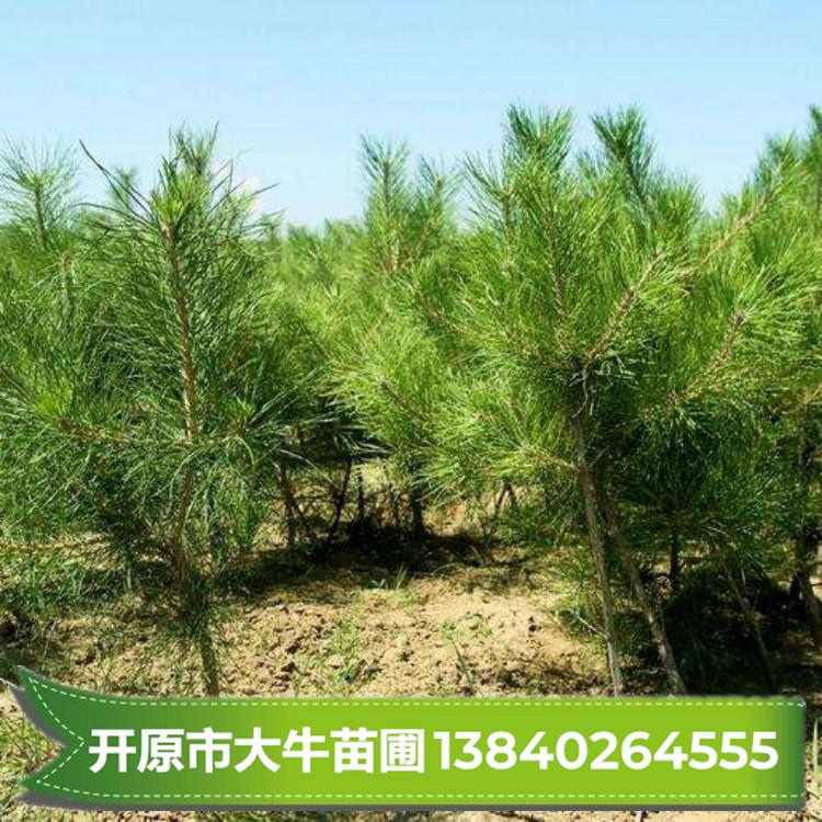 油松/油松苗/油松小苗树苗批发【大量现苗 量大价优】