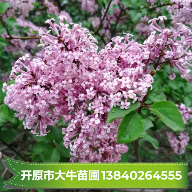 四季丁香 四季丁香苗 四季丁香小苗树苗批发 种植基地