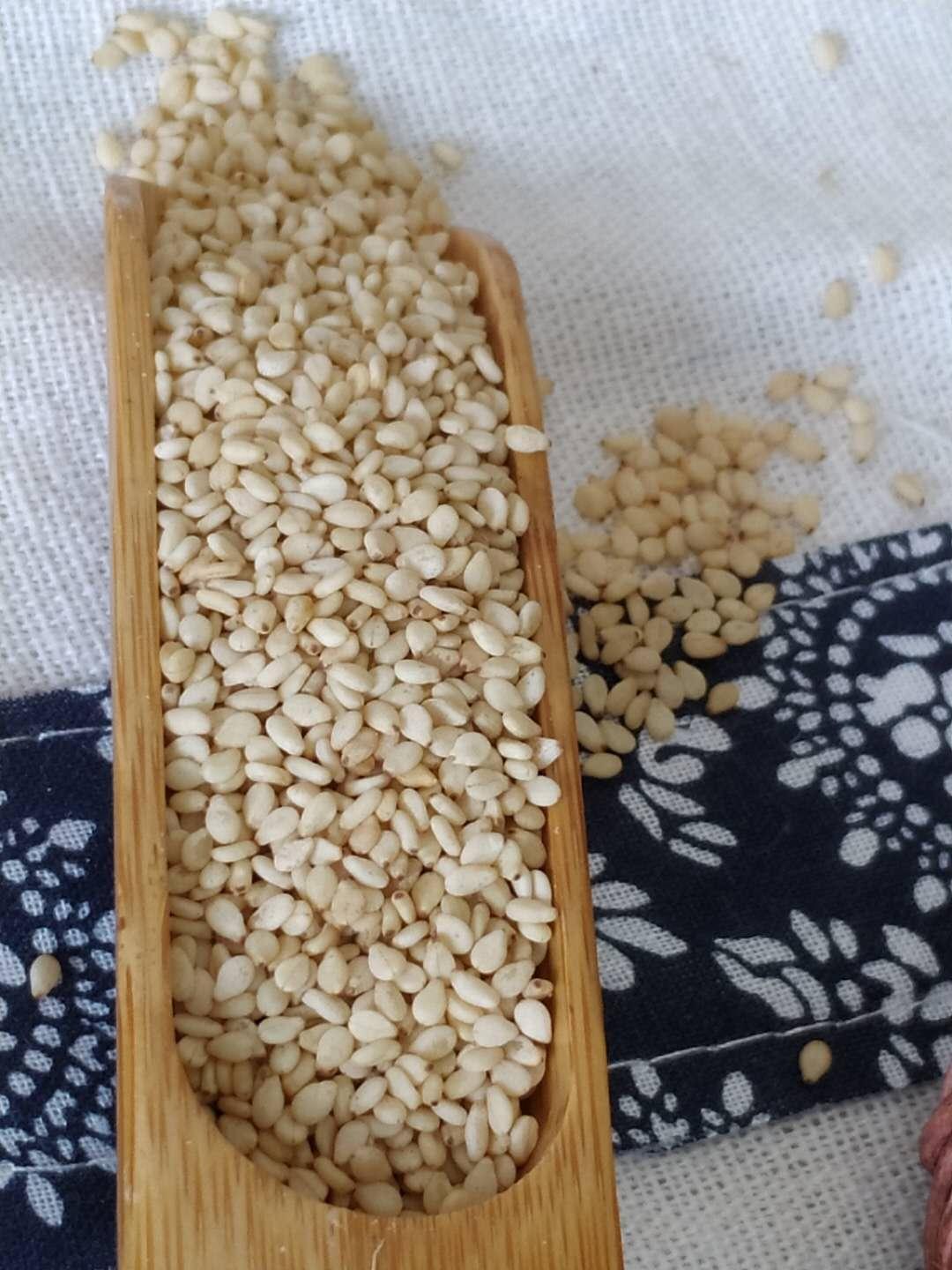 本溪白芝麻 本溪芝麻批发厂家 新鲜白芝麻