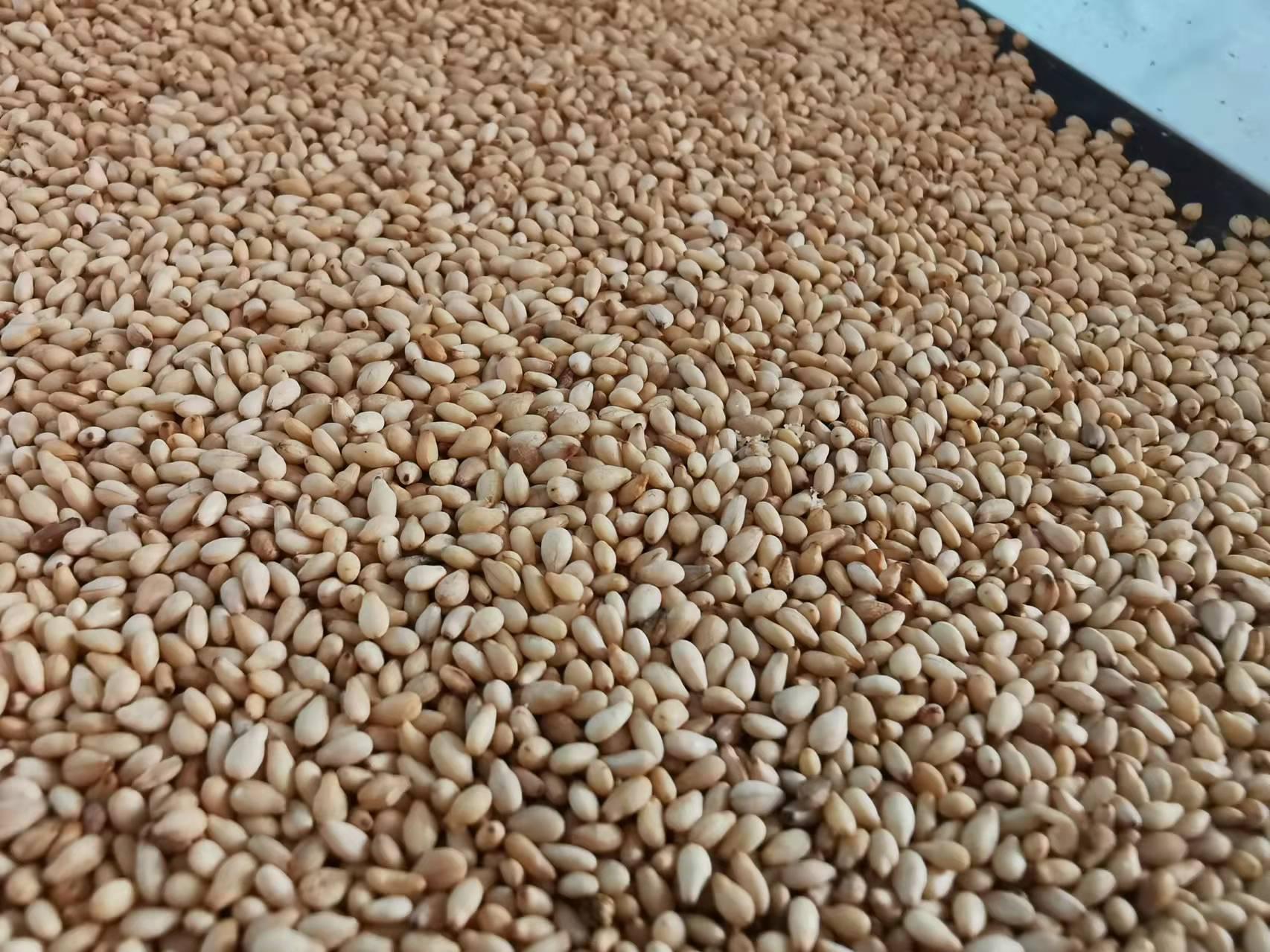 色选白芝麻 一级国产炒熟白芝麻 订购芝麻哪里比较好