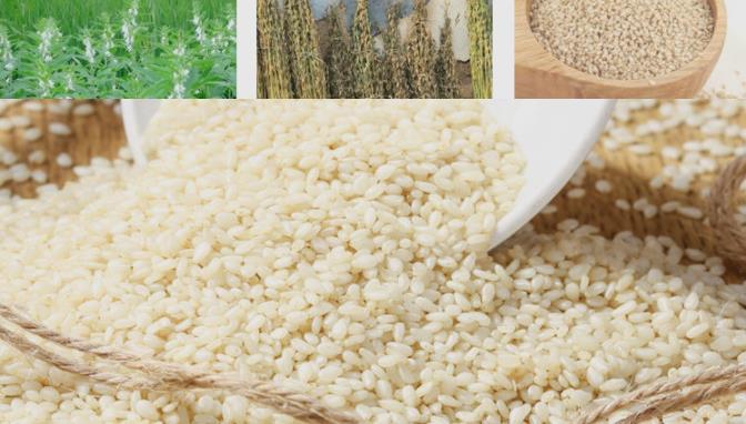 现货秒发白芝麻 厂家直销全国发货 