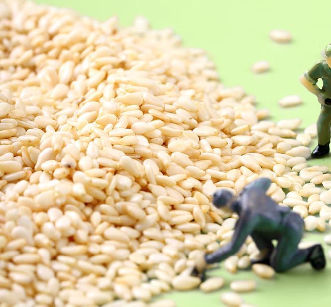 低价出售大袋芝麻粒 商业原料白芝麻 量大价优 证件齐全