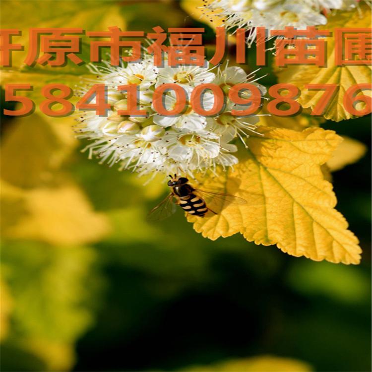 金叶风箱果 金叶风箱果苗木 金叶风箱果价格 金叶风箱果批发