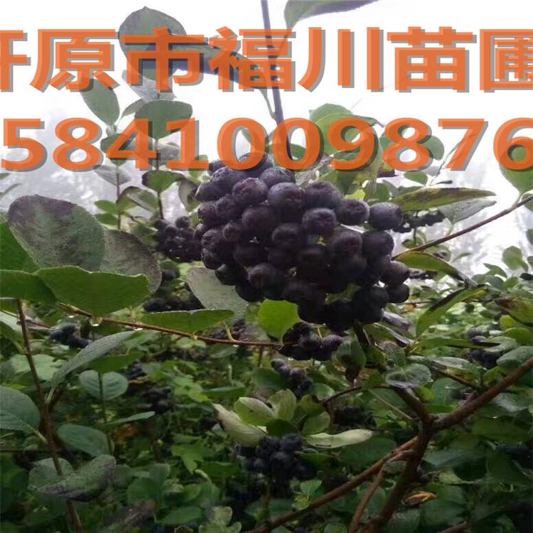 大量供应黑果花楸 优质花楸苗 优质苗木黑果花楸品种纯正