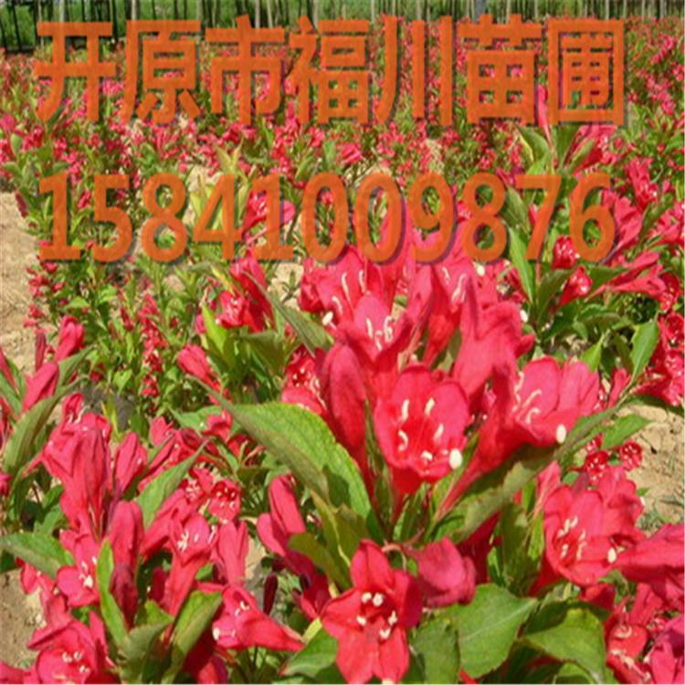 红王子锦带小苗-营养杯树苗自家苗圃主营各种花灌木