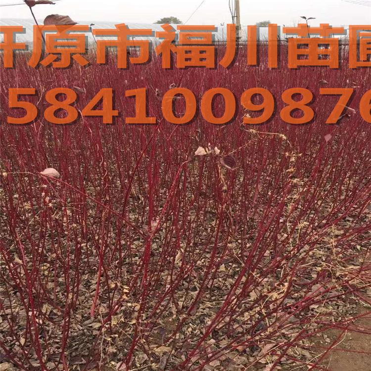 批发红瑞木 优质红瑞木 红瑞木价格 红瑞木图片基地直销厂家批发 绿化苗木