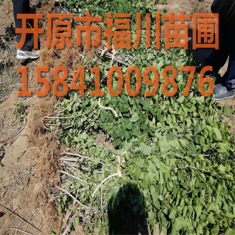 |小叶丁香|紫丁香小苗|暴马丁香|四季丁香球/辽宁出售各种丁香树苗