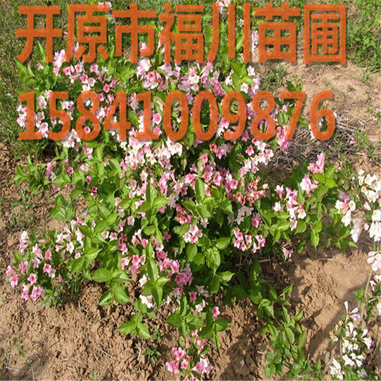 现苗 四季锦带价格 锦带花 艺城苗圃 四季锦带花庭院植物