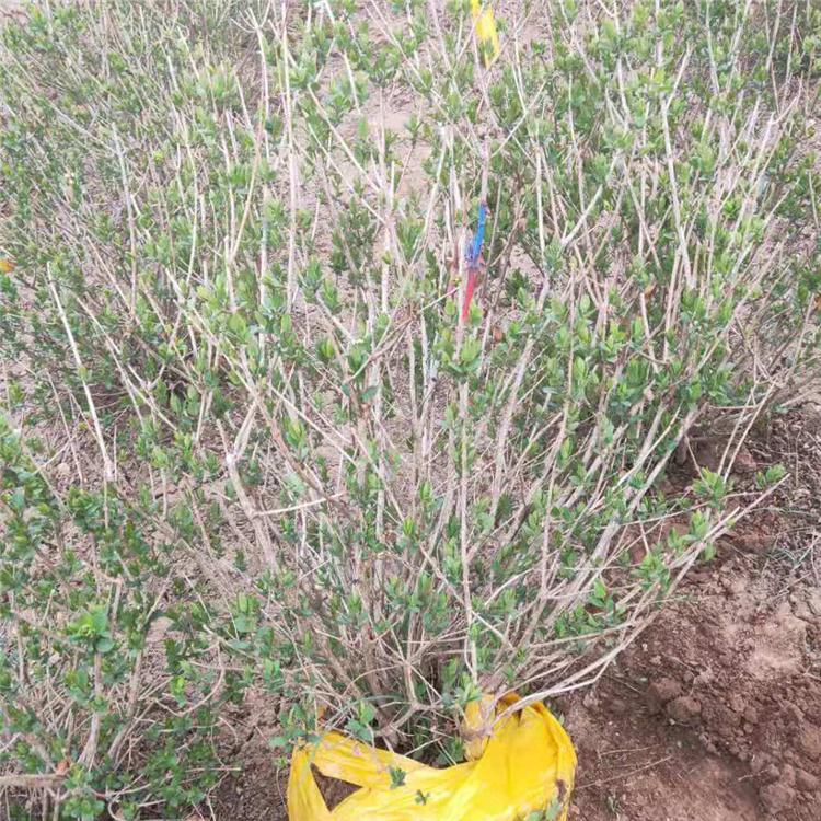 蓝叶忍冬价格 蓝叶忍冬基地 销售蓝叶忍冬成活率高价格低