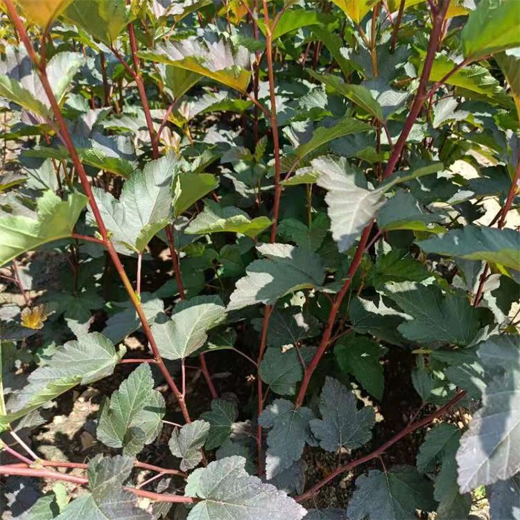 紫叶风箱果 木林森 成活率高   价格低