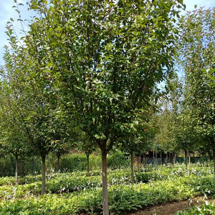 海棠苗  木林森  现货供应  绿化专用  大量出售 