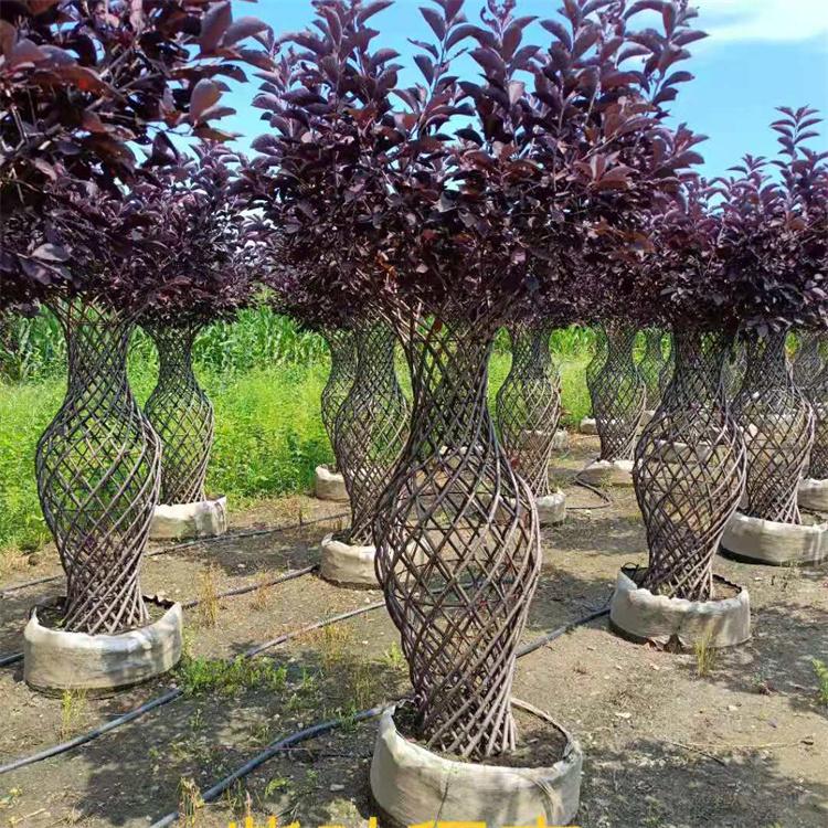 东北紫叶稠李 木林森 常年供应 太阳李