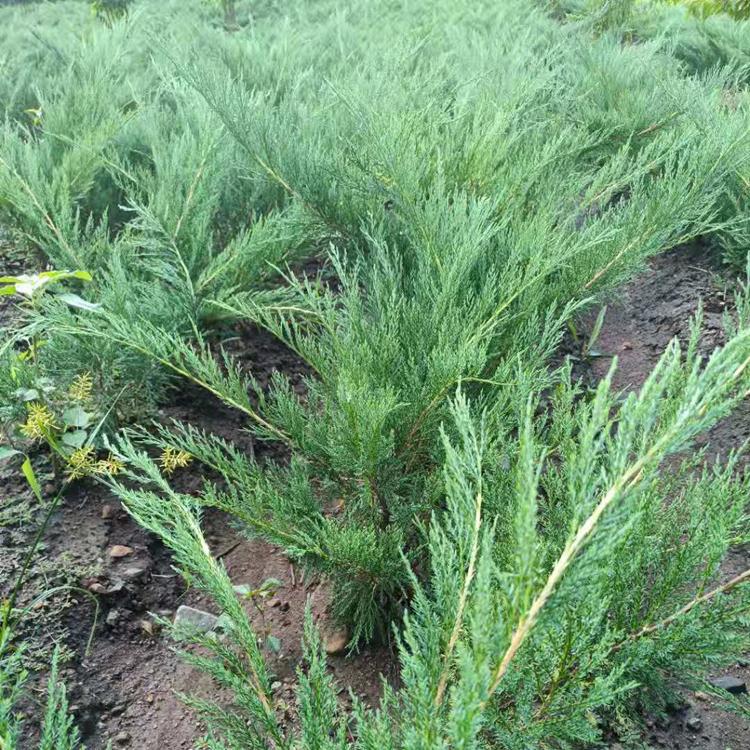 柏树苗  木林森 厂家直销  墓地园林绿化  四季常青 