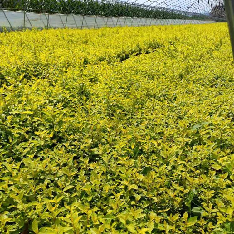 金叶榆树苗 木林森 厂家直销 植株健壮 长势好 风景树 