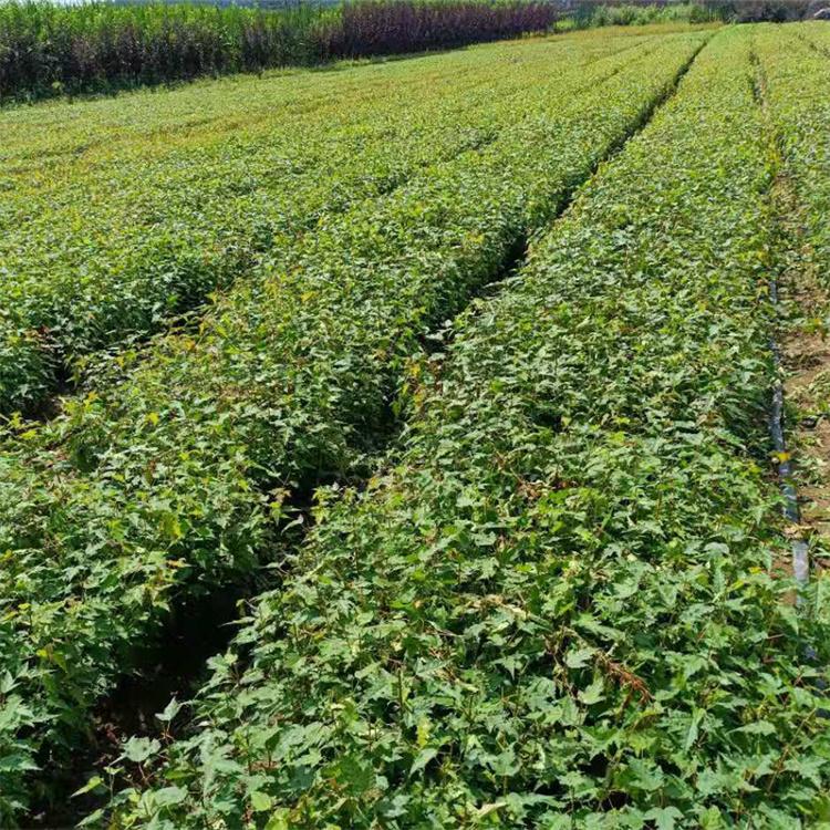 三角枫 木林森 园林绿化 长期批发 成活率高 场地直销 