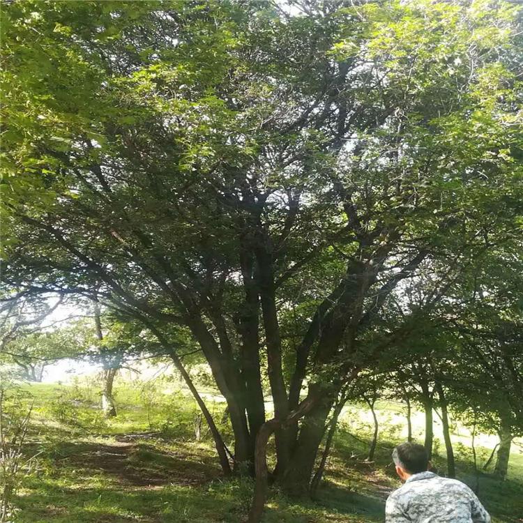 蒙古栎 工程用苗 大规格蒙古栎 蒙古栎苗 