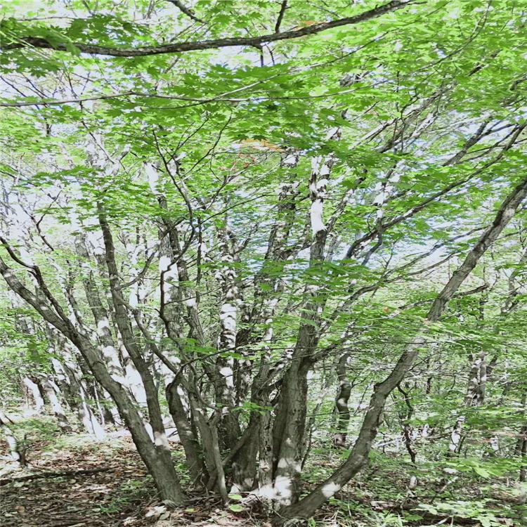 丛生九角枫 丛生九角枫苗 联众苗圃丛生九角枫种植基地