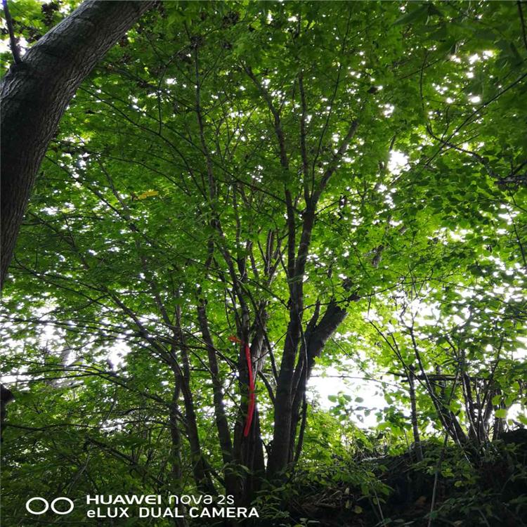 基地直销各种规格五角枫 联众苗圃五角枫苗 五角枫球