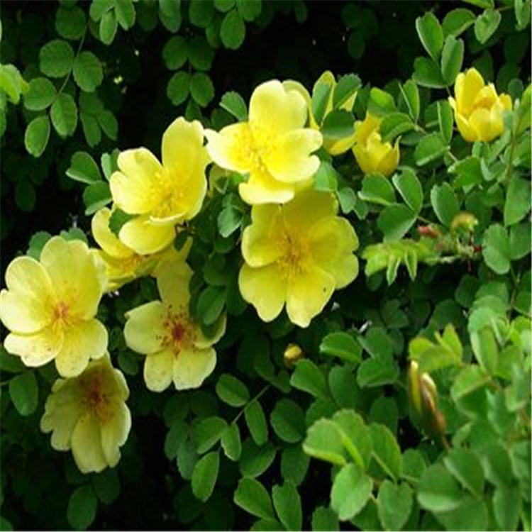 黄刺玫瑰 黄刺玫